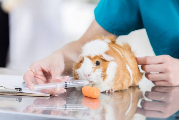 Exotic Animal Rescue