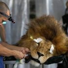 A Glimpse into Exotic Animal Rehabilitation in Omaha, NE