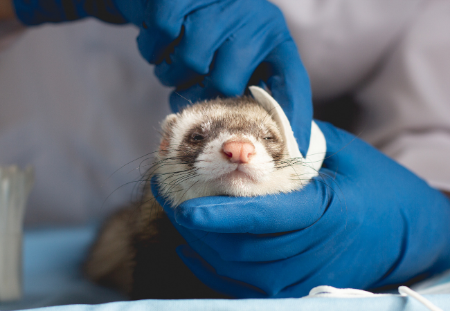 Exotic Animal Care Center