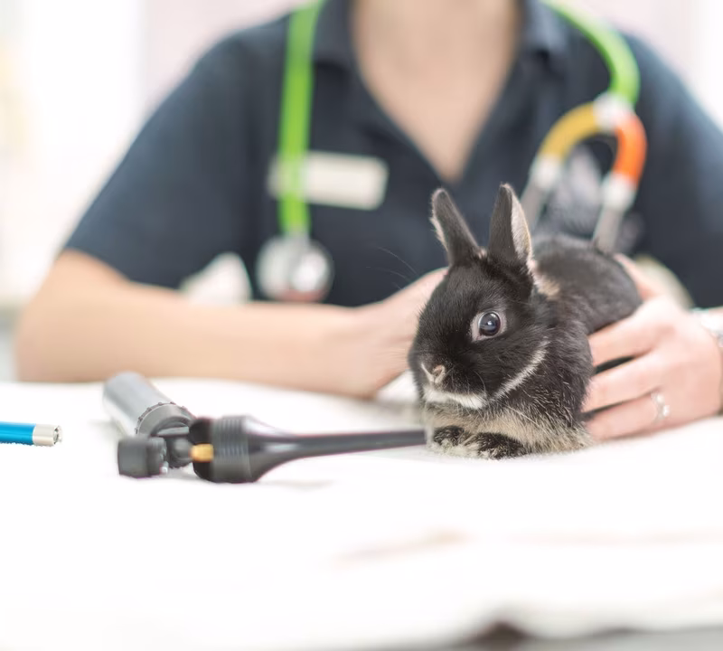 A Heartfelt Journey of Exotic Animal Rescue in Lincoln, NE