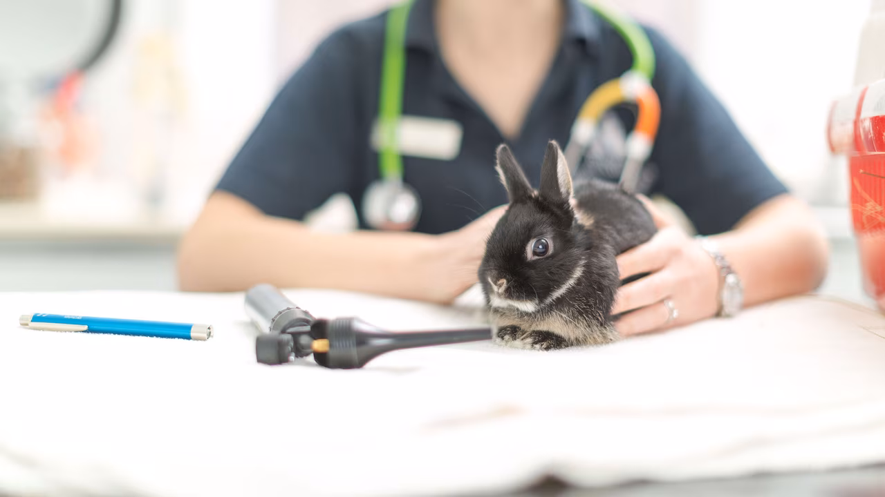 A Heartfelt Journey of Exotic Animal Rescue in Lincoln, NE