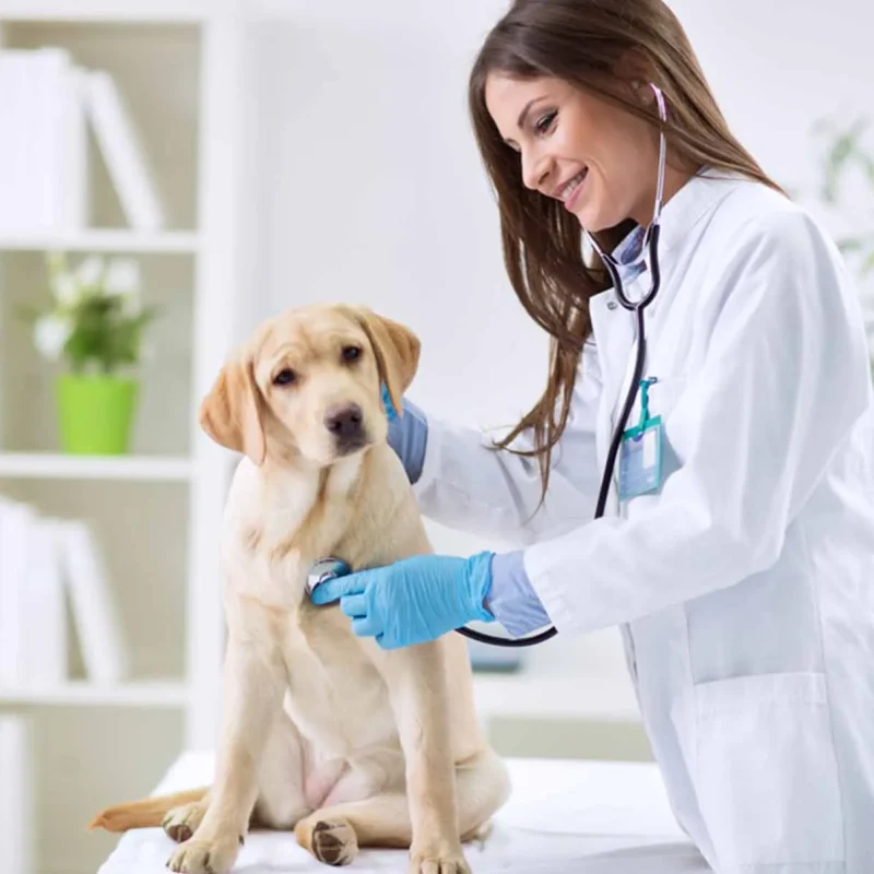 Unique Solutions for Exotic Animal Care in Omaha, Nebraska